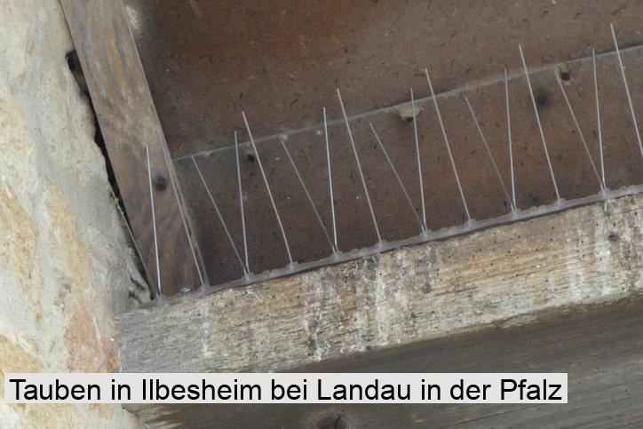 Tauben in Ilbesheim bei Landau in der Pfalz